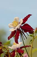 Ancolie européenne Aquilegia vulgaris Louisiane Granny's bonnet Fleur de printemps Avril rouge blanc fleurs fleurs fleurs close-up
