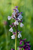 Orchidée à ailes vertes ou à veines vertes Orchis morio variété pâle variation blanche Marden Meadow East Kent fleur de printemps sauvage indigène