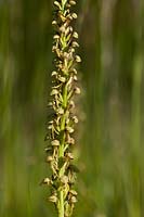 Homme Orchidée Orchis anthropophora Darland Banks East Kent fleur de printemps indigène sauvage vivace vert mai fleurit fleurs fleurs