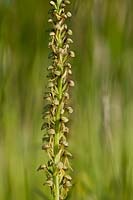 Homme Orchidée Orchis anthropophora Darland Banks East Kent fleur de printemps indigène sauvage vivace vert mai fleurit fleurs fleurs