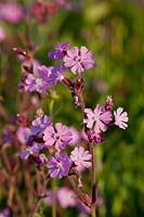 Campion rouge SIlene dioica East Sussex rose d'été prairie sauvage indigène champ sud downs soleil matin ensoleillé haies jardin vivace