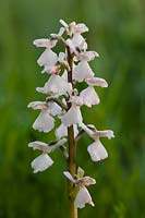Orchidée à ailes vertes ou à veines vertes Orchis morio var. Alba variété variation blanche Marden Meadow East Kent fleur de printemps indigène