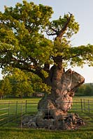 Chêne ancien Quercus robur pâturage champ South Downs début de l'été mai West Dean vue soleil ciel bleu ensoleillé West Sussex