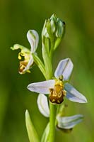 Guêpe Orchidée Ophrys apifera var. trollii pâle variété fleur d'été sauvage champ de prairie indigène vivace juin fleurs fleurs