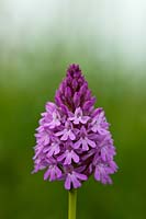 Pyramidal Orchid Anacamptis pyramidalis fleur été indigène sauvage vivace violet rose juin jardin plante South Downs