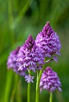 Pyramidal Orchid Anacamptis pyramidalis fleur été indigène sauvage vivace violet rose juin jardin plante South Downs