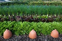 Salade mixte cultures variétés de laitue florence fenouil légume West Dean jardin potager clos Sussex English England UK United