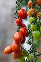 Tomato Cupido greffé été vigne légume orange rouge cuisine jardin plante organique maison serre
