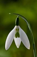 Galanthus nivalis 'Long Drop' perce-neige commun hiver printemps fleur bulbe nain blanc vert janvier bloom blossom