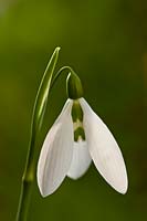 Galanthus nivalis 'Sentinelle' perce-neige commun hiver printemps fleur bulbe nain blanc vert janvier bloom fleur close-up closeup