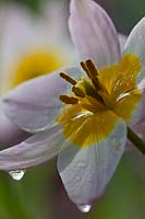 Tulipa saxatilis (Groupe Bakeri) 'Lilac Wonder'