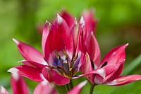 Tulipa hageri 'Petite beauté'