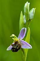 Ophrys apifera abeille orchidée fleur d'été sauvage champ de prairie indigène vivace juin fleur closeup close-up East Sussex