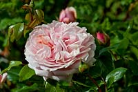 Rosa 'Joie de Vivre' floribunda rose