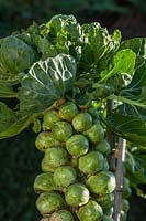 Brassica oleracea var. gemmifera Chou de Bruxelles 'Maxima'