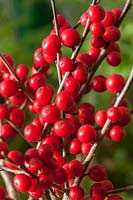 Ilex verticillata 'Red Sprite'