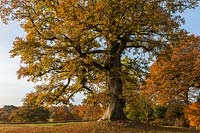 Quercus robur vintage chêne anglais