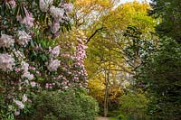 Loderi Rhododendrons à High Beeches