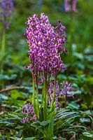 orchidées violettes précoces