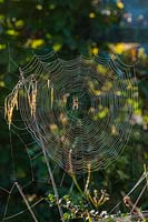 orb web toile d'araignée