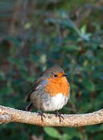 Robin sur branche en hiver