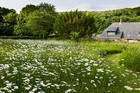 Prairie de fleurs sauvages à la Long House dans le Sussex
