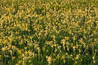 primevère primula veris