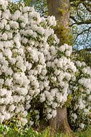 Rhododendron décorum