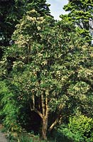 Myrtle Luma apiculata syn Myrtus luma