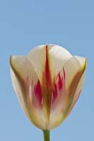 Tulipe Tulipa viridiflora 'Flaming Spring Green'