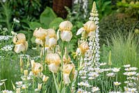 Vivaces mixtes au début de l'été dans The Greenfingers Charity Garden. Conçu par Kate Gould Gardens, parrainé par Greenfingers Charity, RHS Chelsea Flower Show, 2019.