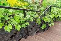 Le jardinage sauvera le monde, RHS Chelsea Flower Show 2019, Design: Tom Dixon, Sponsor: Ikea - rampes d'escalier avec Humulus lupulus - Hops