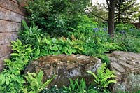 Fougères plantées autour des rochers dans le jardin de la résilience au RHS Chelsea Flower Show 2019. Designer: Sarah Eberle - Parrain: The Forestry Commission. Médaille d'or.