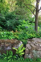 Fougères plantées entre les rochers dans le jardin de la résilience au RHS Chelsea Flower Show 2019. Designer: Sarah Eberle - Parrain: The Forestry Commission. Médaille d'or.