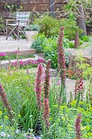 Le jardin de la résilience au RHS Chelsea Flower Show 2019. Designer: Sarah Eberle. Commanditaires: Gravetye Manor Hotel and Restautant, Kingscote Estate, Forestry Commission, Royal Botanic Gardens Kew, Scottish Foresty, Welsh Government. Plantation de lupins dans un parterre mixte