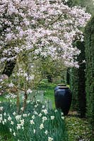 Magnolia en fleur, planté de jonquilles en fleurs. The New Cottage Garden, Highgrove, mars 2019.