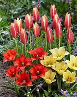 Combinaison de tulipes