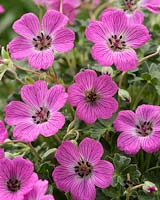 Geranium cinereum Jolly Jewel Hot Pink