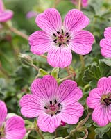 Geranium cinereum Jolly Jewel Hot Pink