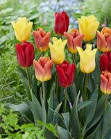 Tulipa Flight mix