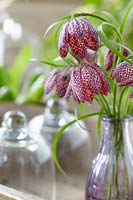 Fritillaria meleagris