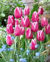 Inspiration Tulipa