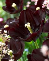 Tulipa Paul Scherer ®