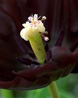 Série Up Close: Tulipa Paul Scherer ®