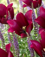 Salvia nemorosa Ostfriesland, Tulipa Merlot