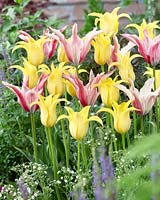 Tulipa Magic Wings, fleur de lys jaune