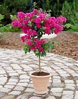 Bougainvillier rose