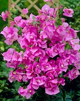 Bougainvillier rose