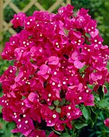 Bougainvillier rose