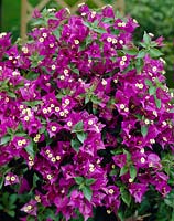 Bougainvillier violet